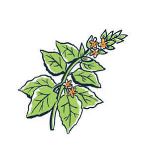 Herb Garden